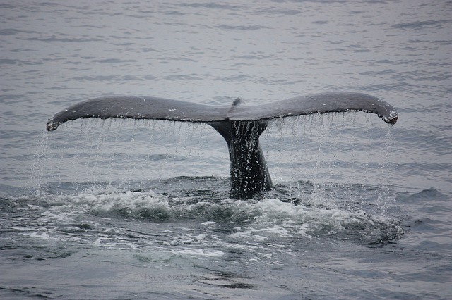 ploutec velryby